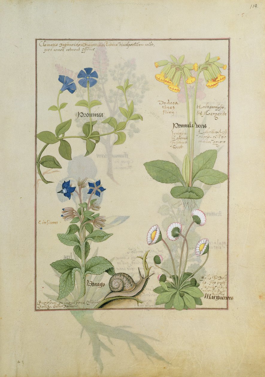 Clematide blu o ranuncolo e primula. Fila inferiore borragine o nontiscordardimé e margherita da Robinet Testard