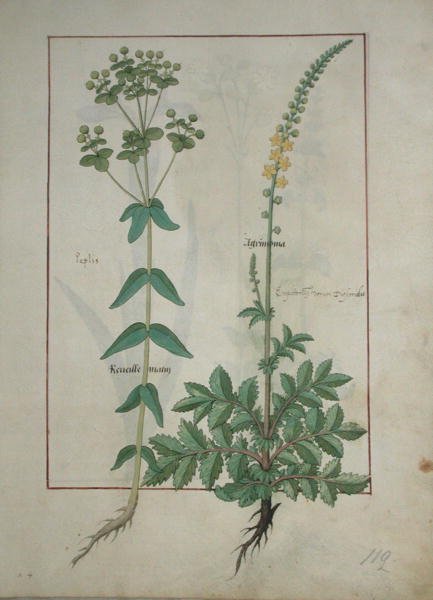 Reveille Matin e Agrimonia, illustrazione dal Libro delle Semplici Medicine di Mattheaus Platearius da Robinet Testard