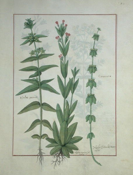 Elusae Gennus, Timo Carvi e Crosswort, illustrazione dal Libro delle Semplici Medicine di Mattheaus Platearius da Robinet Testard