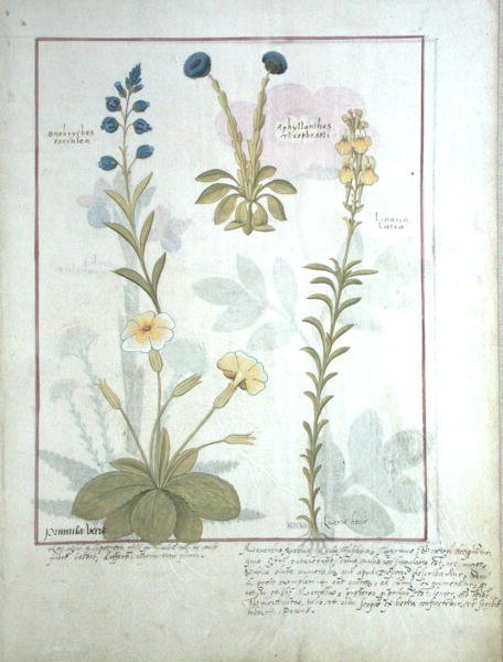 Fila superiore: Onobrychis o Sainfoin e Aphyllanthes. Fila inferiore: Linaria Lutea e Primula Veris o Primula, illustrazione dal Libro delle Semplici Medicine di Mattheaus Platearius da Robinet Testard