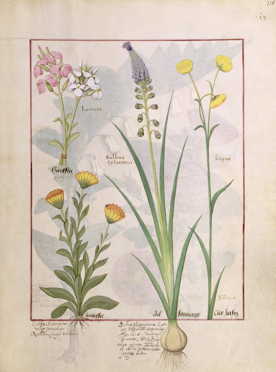 Illustrazione dal Libro delle Semplici Medicine di Mattheaus Platearius 118r da Robinet Testard