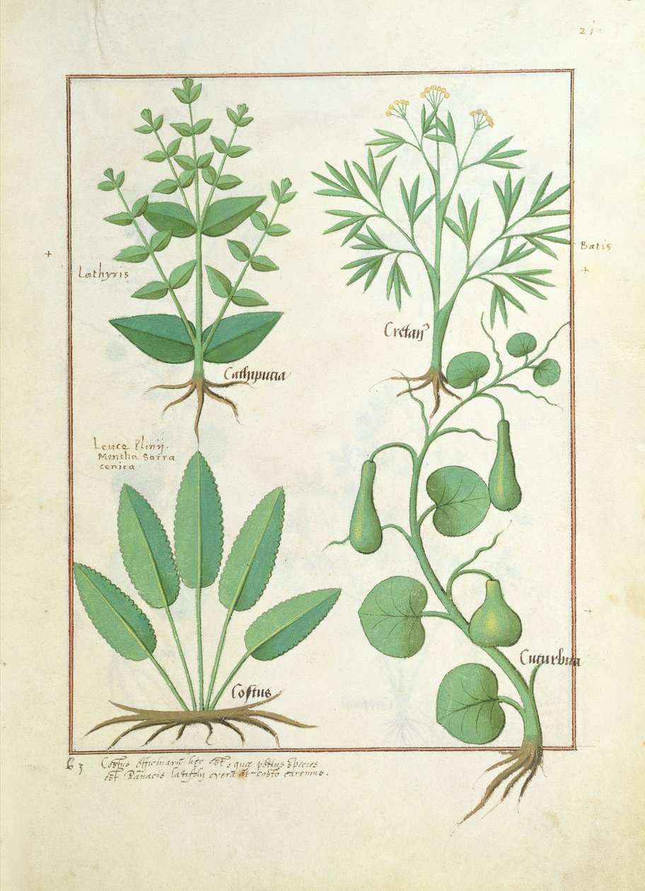Euphorbia Lathyris, Beechwort, Menta e Fico, illustrazione da 