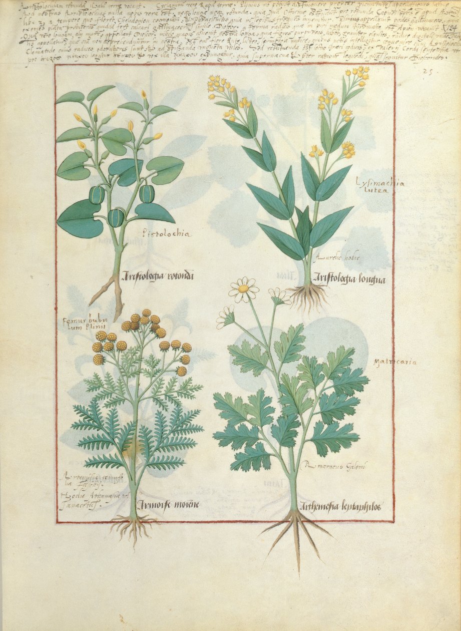 Fila superiore: Aristolochia Rotundi e Aristolochia Longua. Fila inferiore: Armoise e Artemesia, illustrazione da The Simple Book of Medicines, di Matteaus Platearius 124r da Robinet Testard