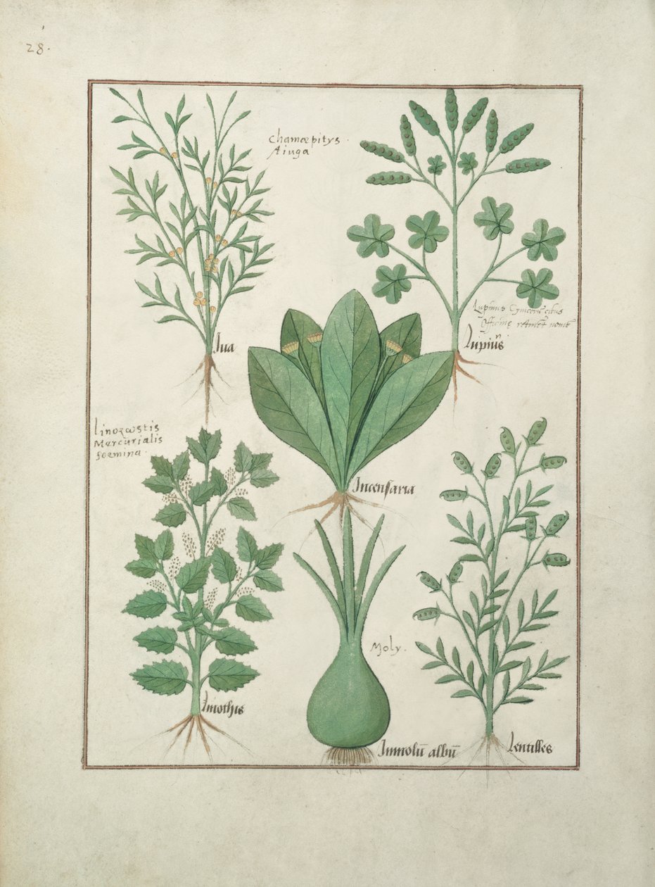 Ms Fr. Fv VI #1 fol.125v Righe superiori: Bugola gialla, Incensaria e Lupius. Righe inferiori: Mercurio dei cani, Porro giglio e Lenticchie, illustrazione da Il libro delle semplici medicine, di Matteaus Platearius (m. c.1161) c.1470 da Robinet Testard