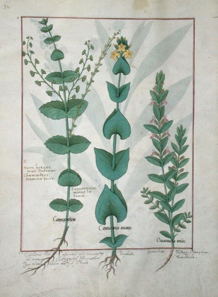 Ms Fr. Fv VI #1 fol.127v Chamaedrys, Centaurea comune e Germander, illustrazione da Il libro delle semplici medicine, di Mattheaus Platearius (m. c.1161) c.1470 da Robinet Testard