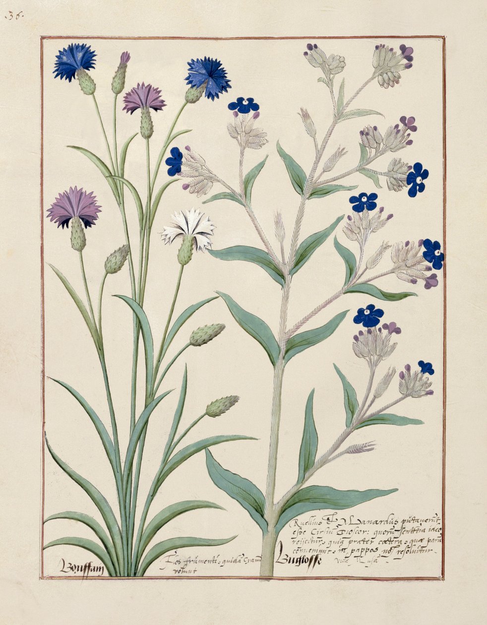 Illustrazione dal Libro delle Semplici Medicine di Mattheaus Platearius 129v da Robinet Testard