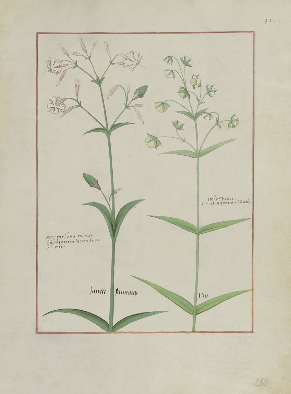 Illustrazione dal Libro delle Semplici Medicine di Mattheaus Platearius (m. c.1161) c.1470 da Robinet Testard