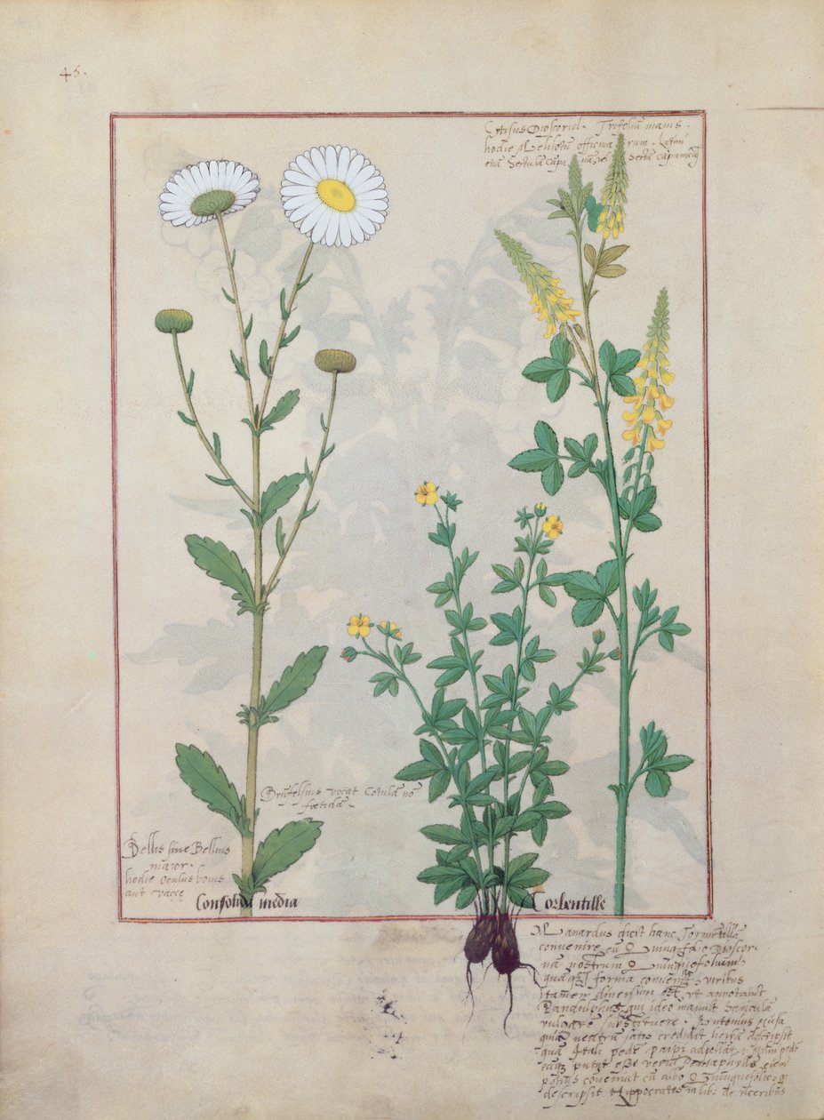 Illustrazione da 