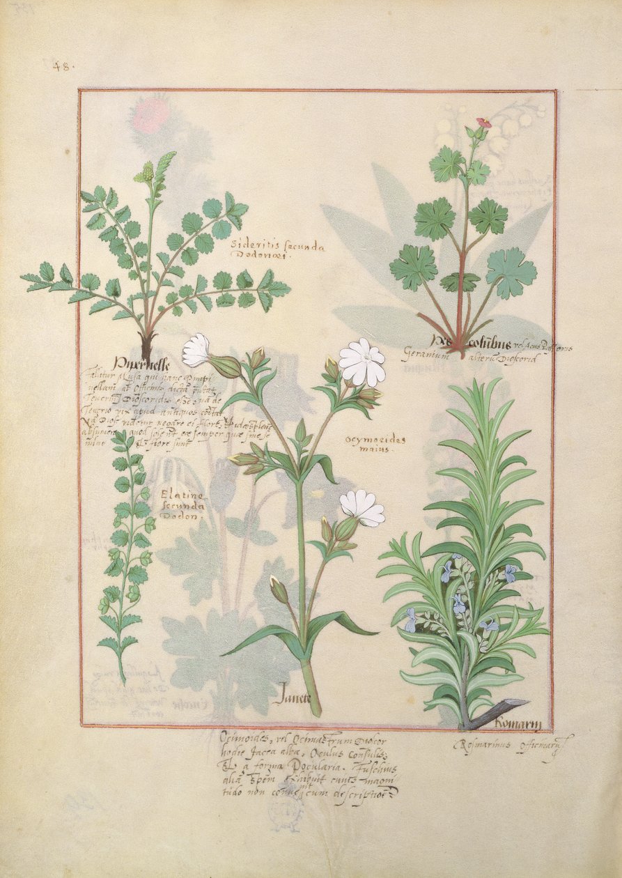 Illustrazione da 