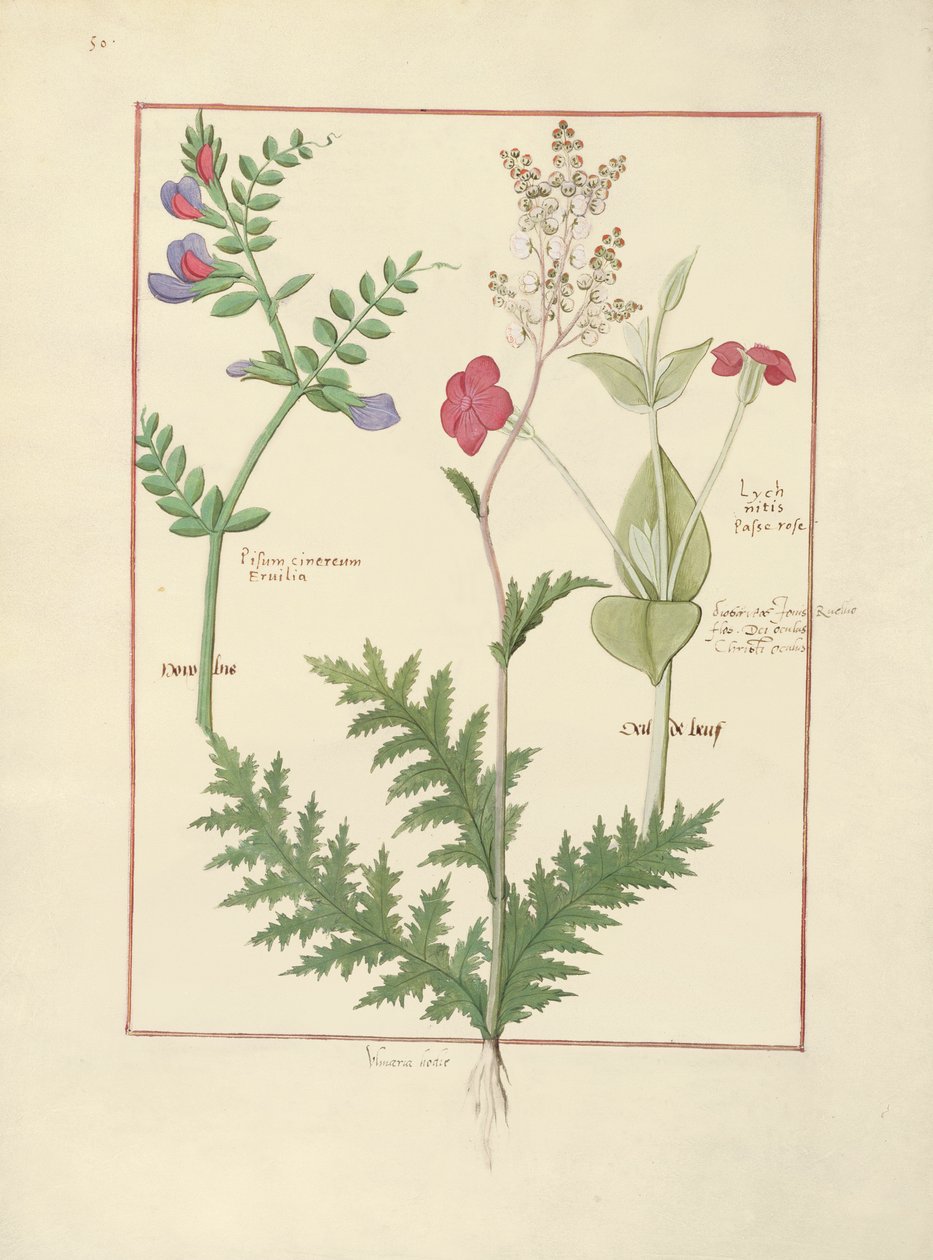 Illustrazione dal Libro delle Semplici Medicine di Mattheaus Platearius da Robinet Testard