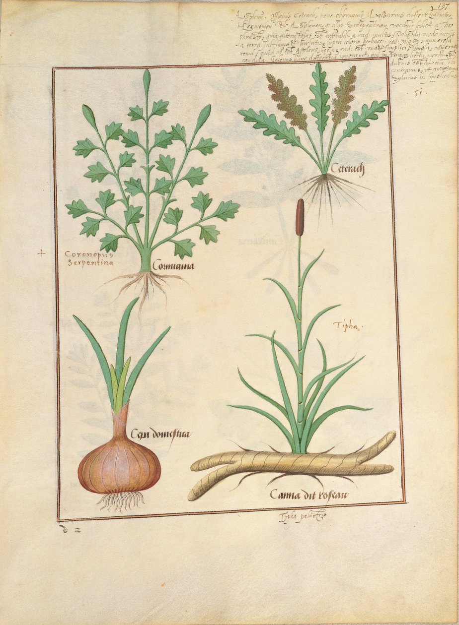 Illustrazione dal Libro delle Semplici Medicine di Mattheaus Platearius 137r da Robinet Testard