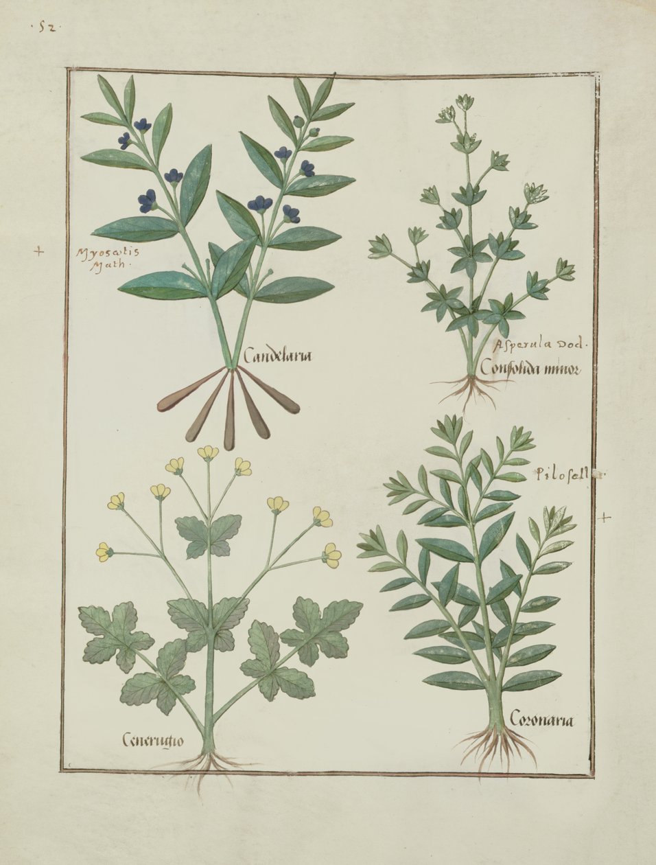 Illustrazione dal Libro delle Semplici Medicine di Mattheaus Platearius (m. c.1161) c.1470 da Robinet Testard