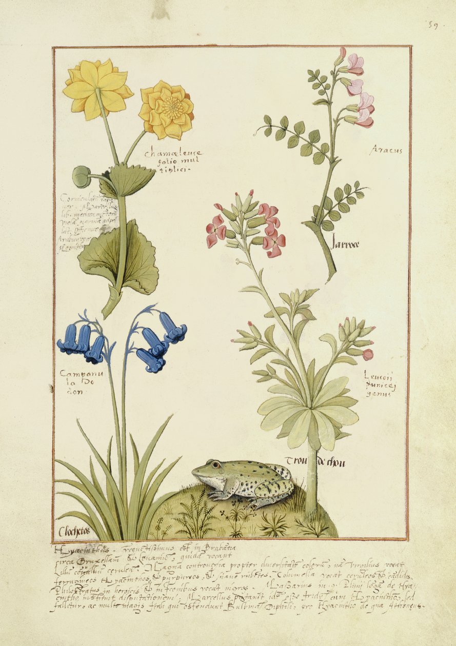 Illustrazione dal Libro delle Semplici Medicine di Mattheaus Platearius 141r da Robinet Testard