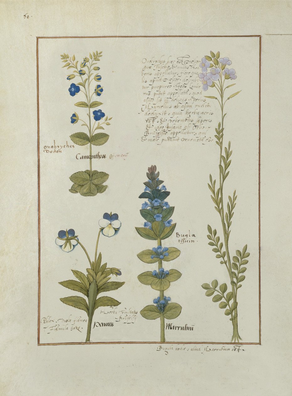 Illustrazione dal Libro delle Semplici Medicine di Mattheaus Platearius (m. c.1161) c.1470 da Robinet Testard