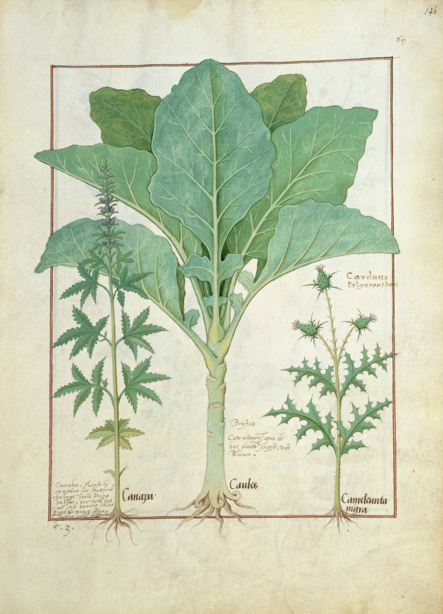 Cannabis, Brassica e Cardo, illustrazione dal Libro delle Semplici Medicine di Mattheaus Platearius da Robinet Testard