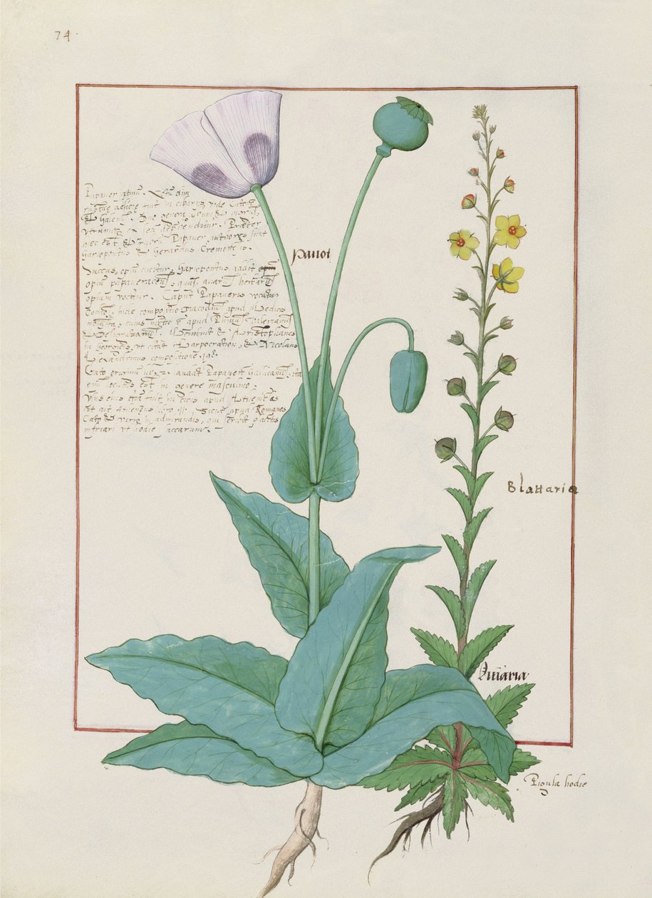 Papavero e Scrofularia, Illustrazione dal Libro delle Semplici Medicine di Mattheaus Platearius 148v da Robinet Testard
