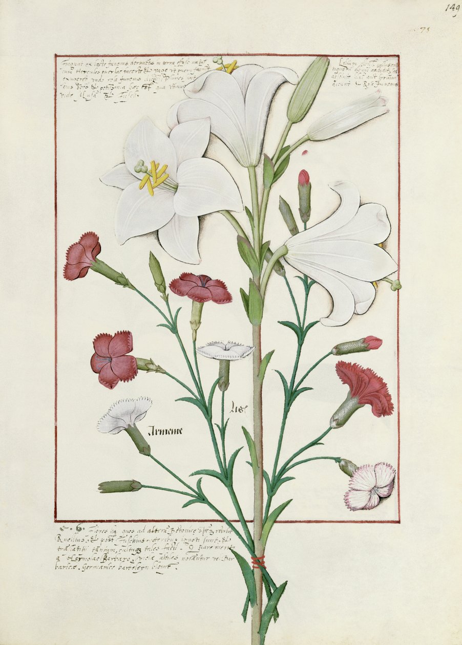 Illustrazione dal Libro delle Semplici Medicine di Mattheaus Platearius 149r da Robinet Testard