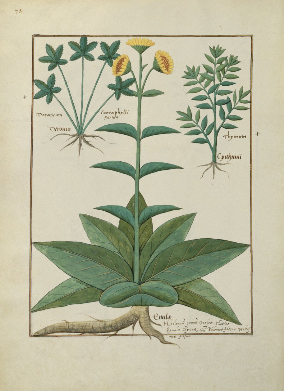 Illustrazione dal Libro delle Semplici Medicine di Mattheaus Platearius (m. c.1161) c.1470 da Robinet Testard
