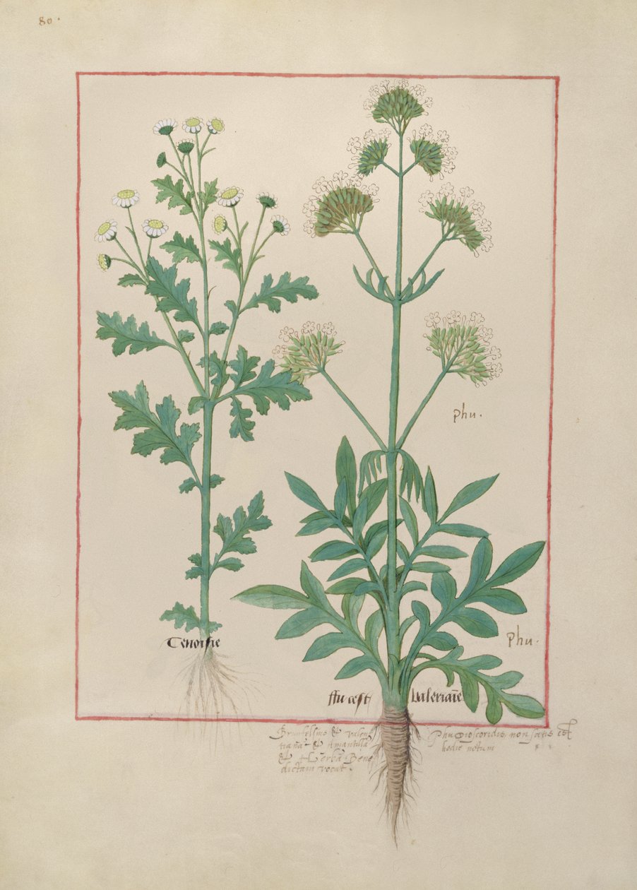 Illustrazione dal Libro delle Semplici Medicine di Mattheaus Platearius (m. c.1161) c.1470 da Robinet Testard
