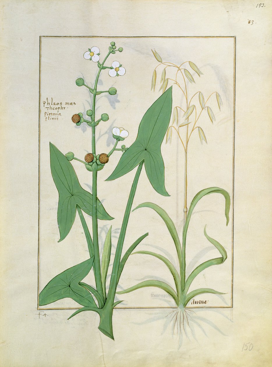 Illustrazione dal Libro delle Semplici Medicine di Mattheaus Platearius 153r da Robinet Testard