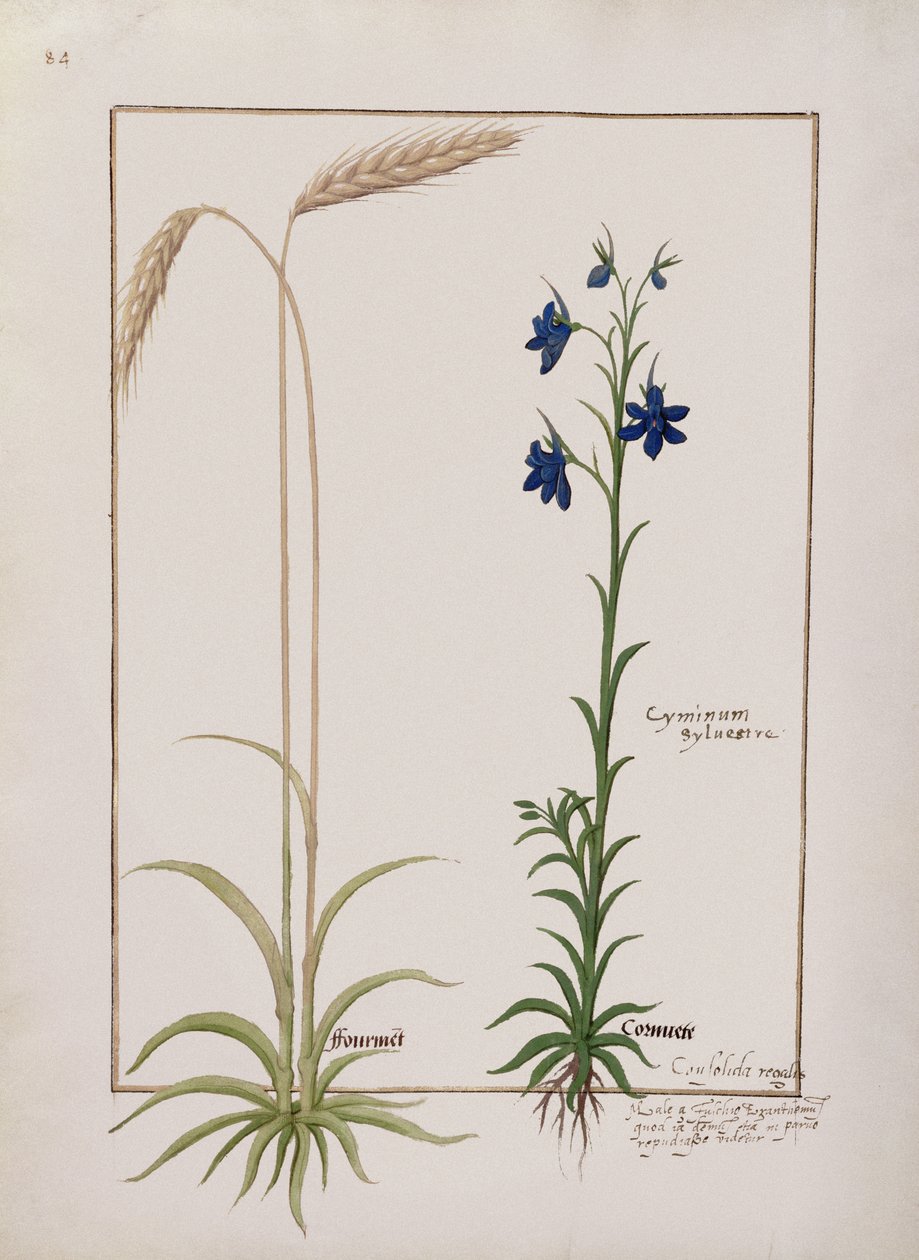 Spiga di grano e Cyminum Sylvestre, illustrazione dal Libro delle Semplici Medicine di Mattheaus Platearius (m. c.1161) c.1470 da Robinet Testard