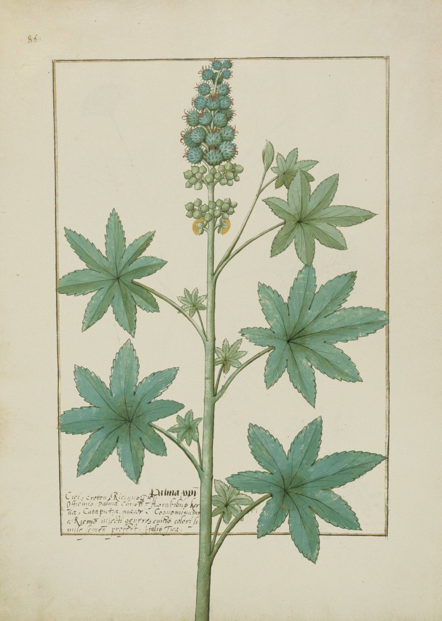 Illustrazione dal Libro delle Semplici Medicine di Mattheaus Platearius (m. c.1161) c.1470 da Robinet Testard