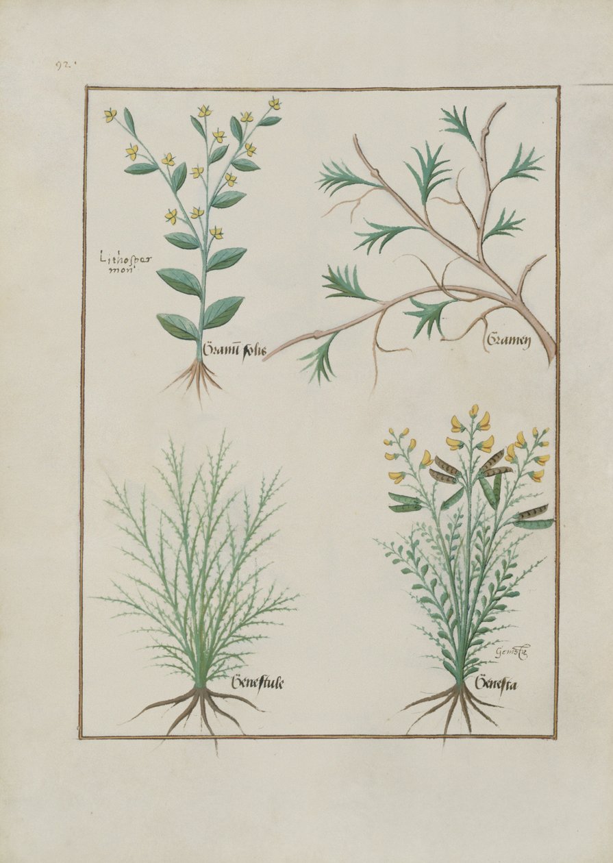Illustrazione dal Libro delle Semplici Medicine di Mattheaus Platearius (m. c.1161) c.1470 da Robinet Testard