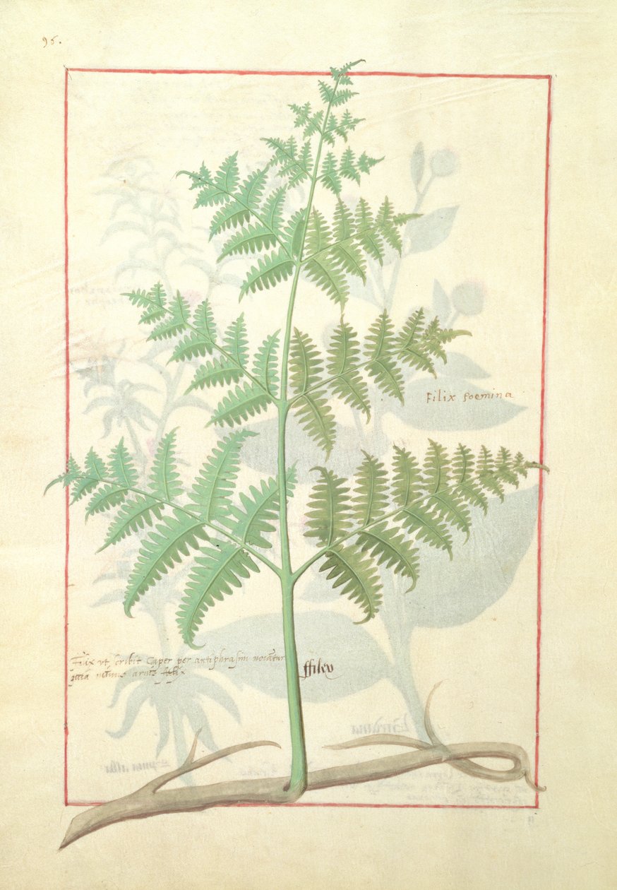 Illustrazione dal Libro delle Semplici Medicine di Mattheaus Platearius 159v da Robinet Testard