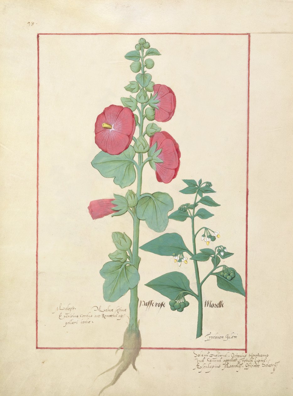 Illustrazione dal 