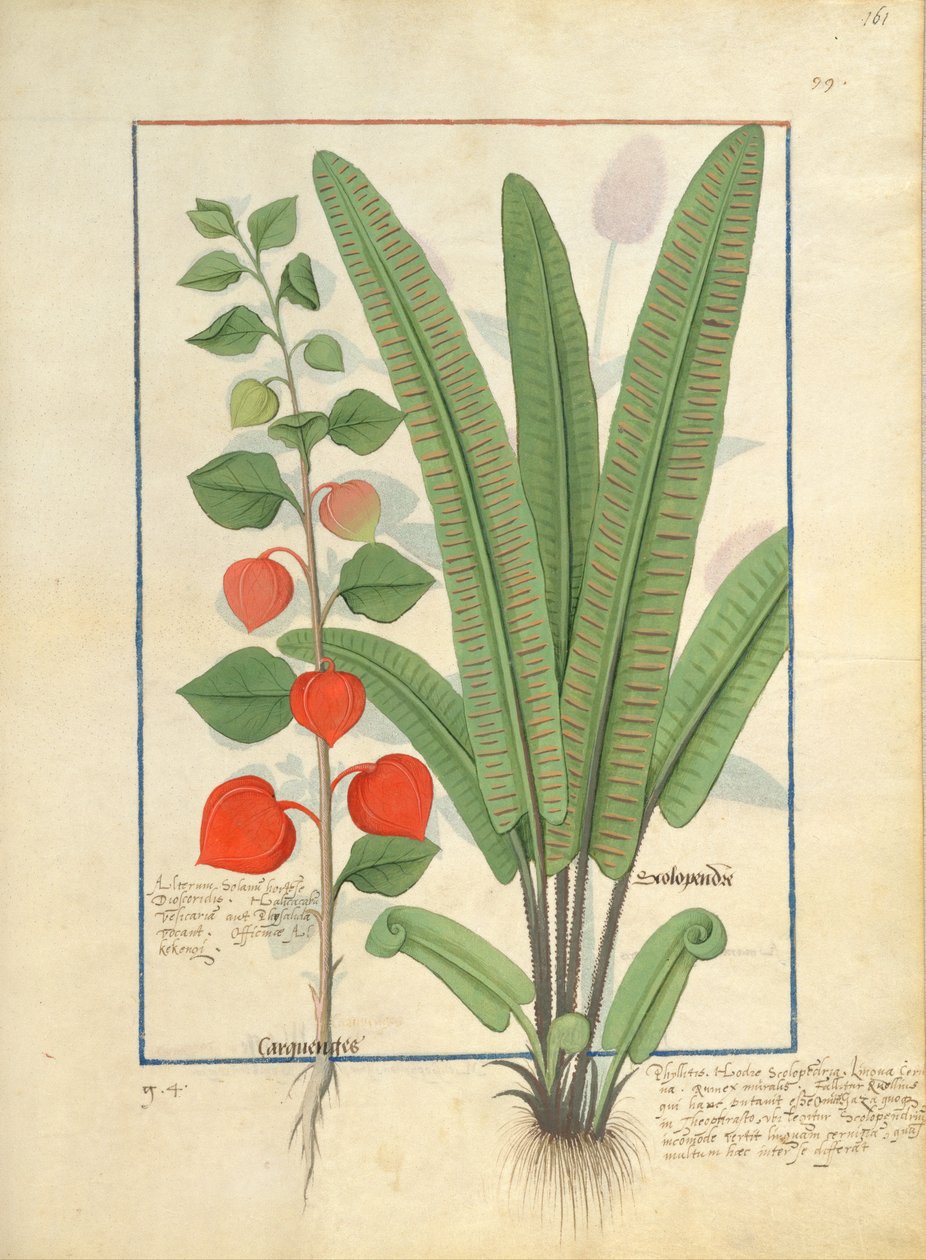 Physalis (sinistra) Illustrazione dal Libro delle Semplici Medicine di Mattheaus Platearius 161r da Robinet Testard