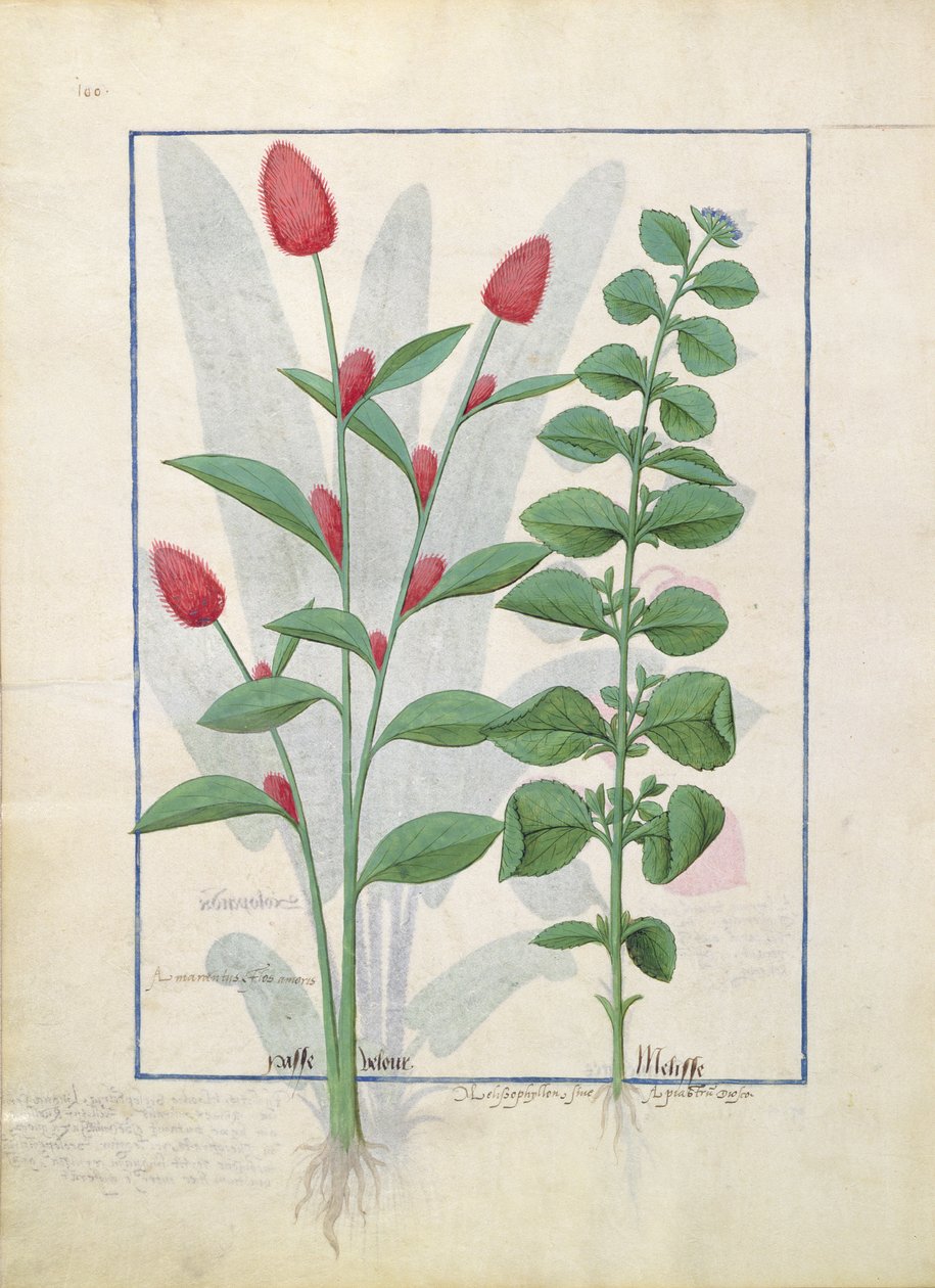 Illustrazione dal Libro delle Semplici Medicine di Mattheaus Platearius 161v da Robinet Testard