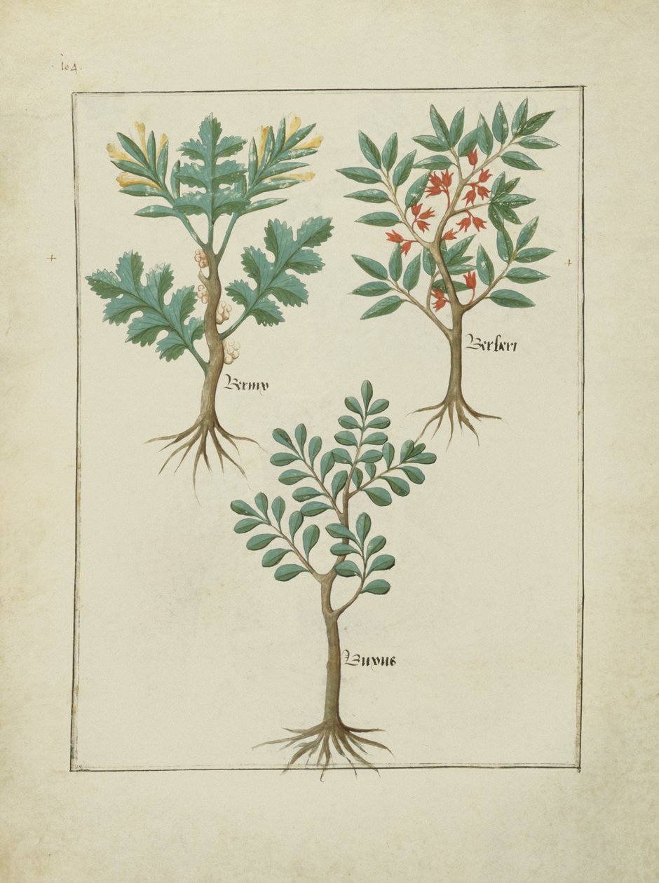 Illustrazione dal Libro delle Semplici Medicine di Mattheaus Platearius (m. c.1161) c.1470 da Robinet Testard