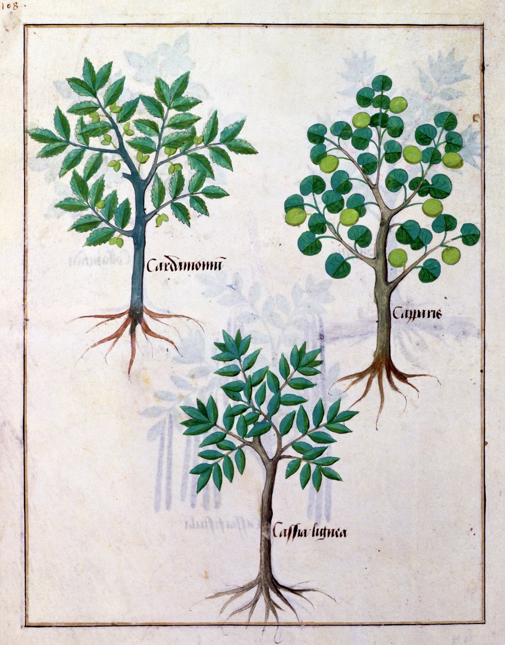 Illustrazione dal Libro delle Semplici Medicine di Mattheaus Platearius 165v da Robinet Testard