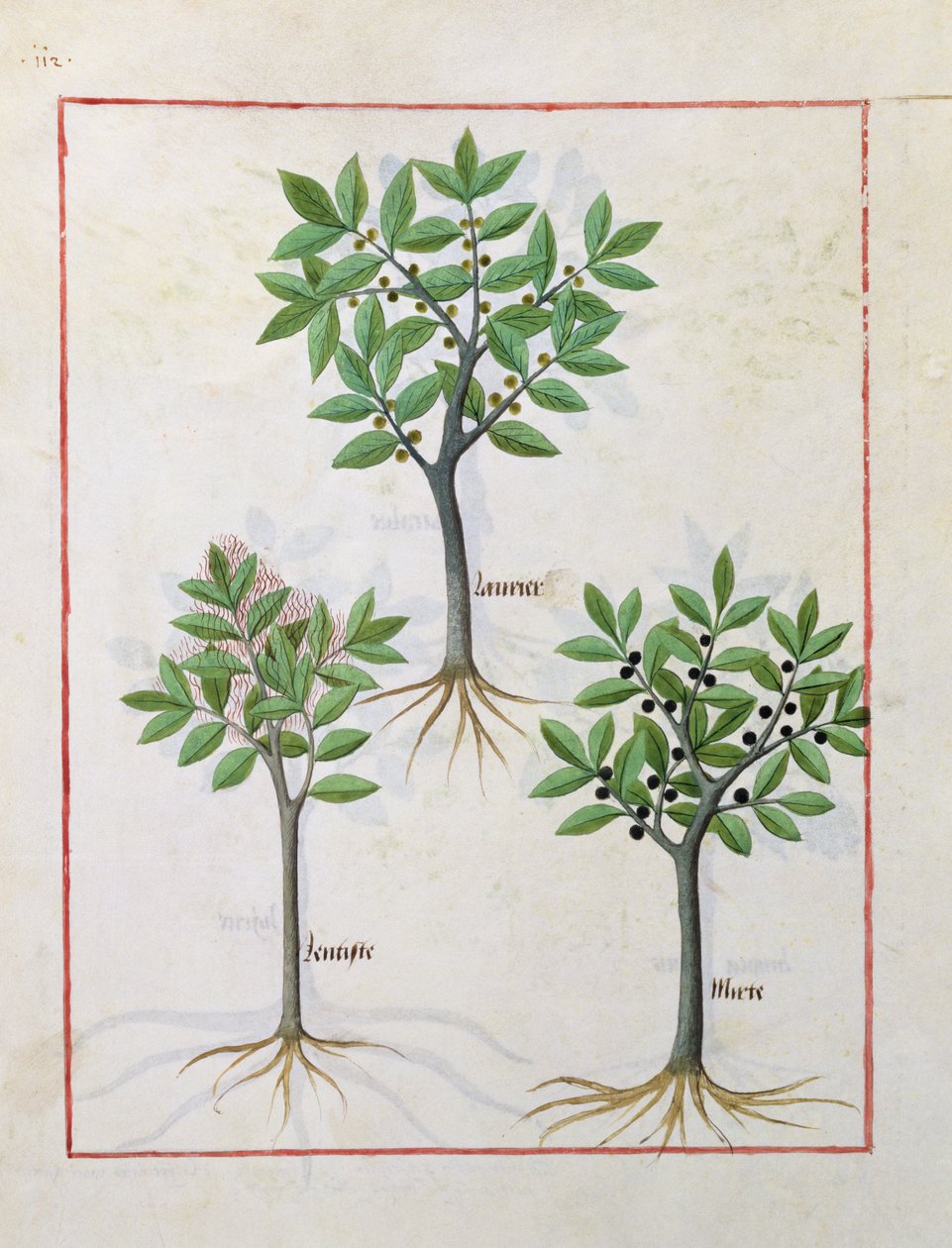Illustrazione dal 