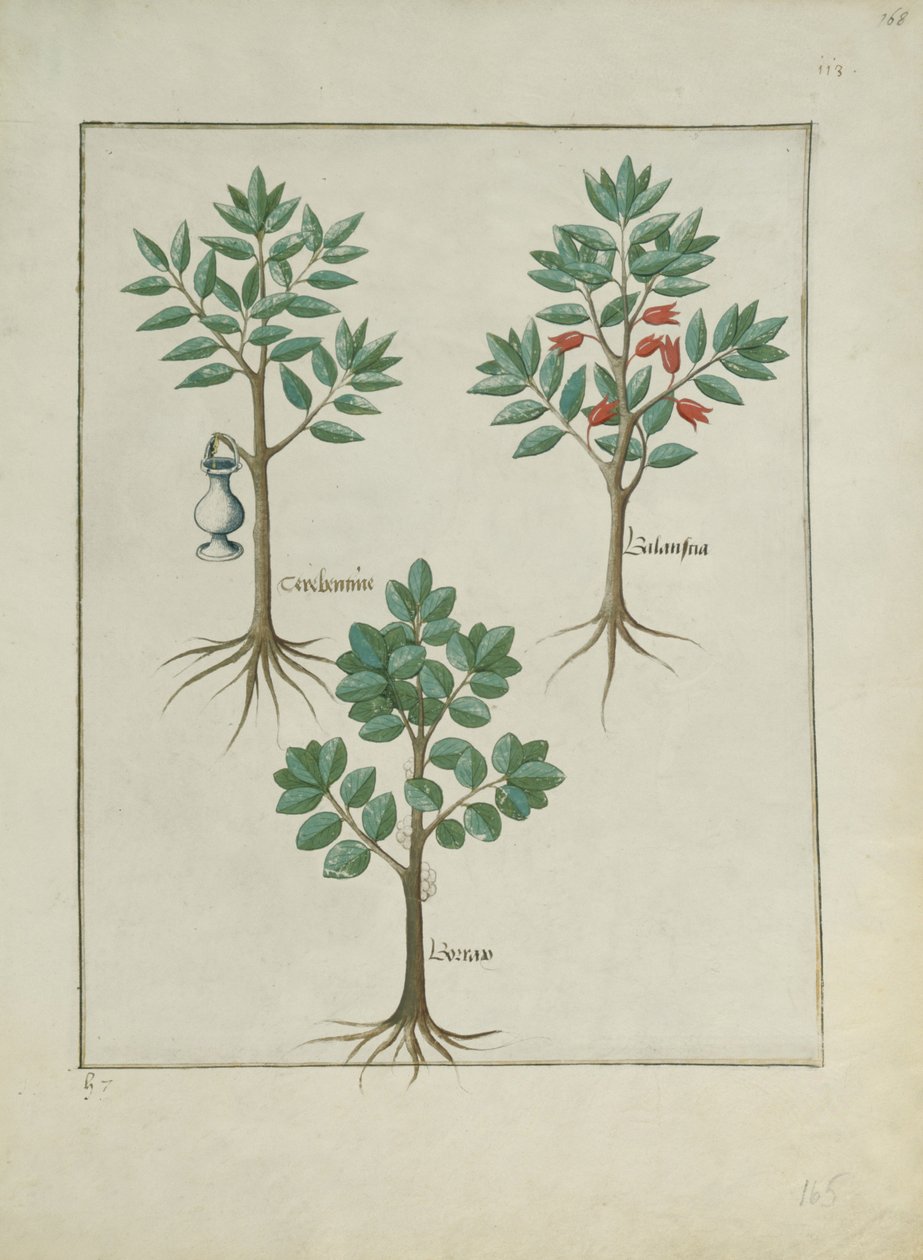 Illustrazione dal Libro delle Semplici Medicine di Mattheaus Platearius (m. c.1161) c.1470 da Robinet Testard