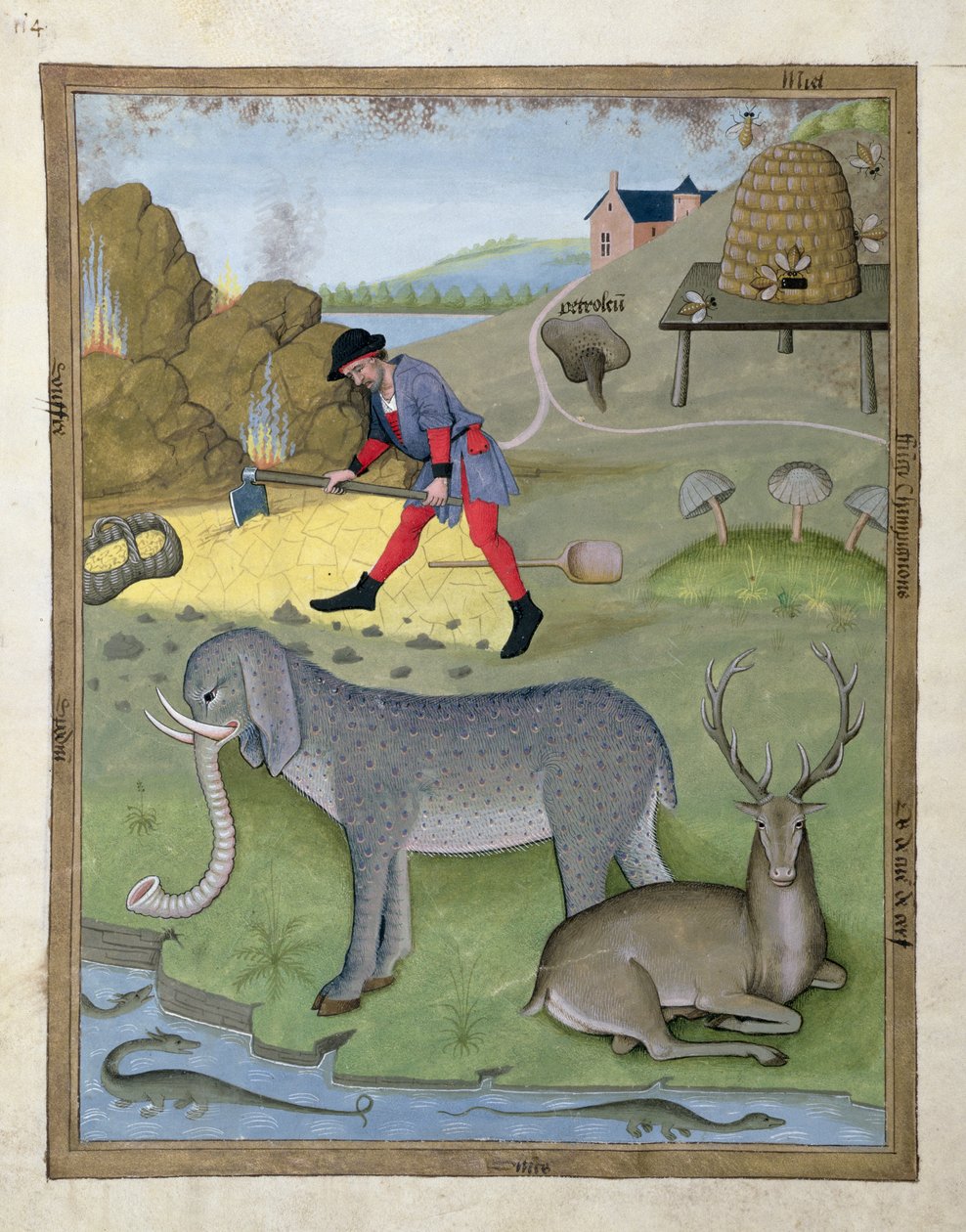 Illustrazione dal Libro delle Semplici Medicine di Mattheaus Platearius 168v da Robinet Testard