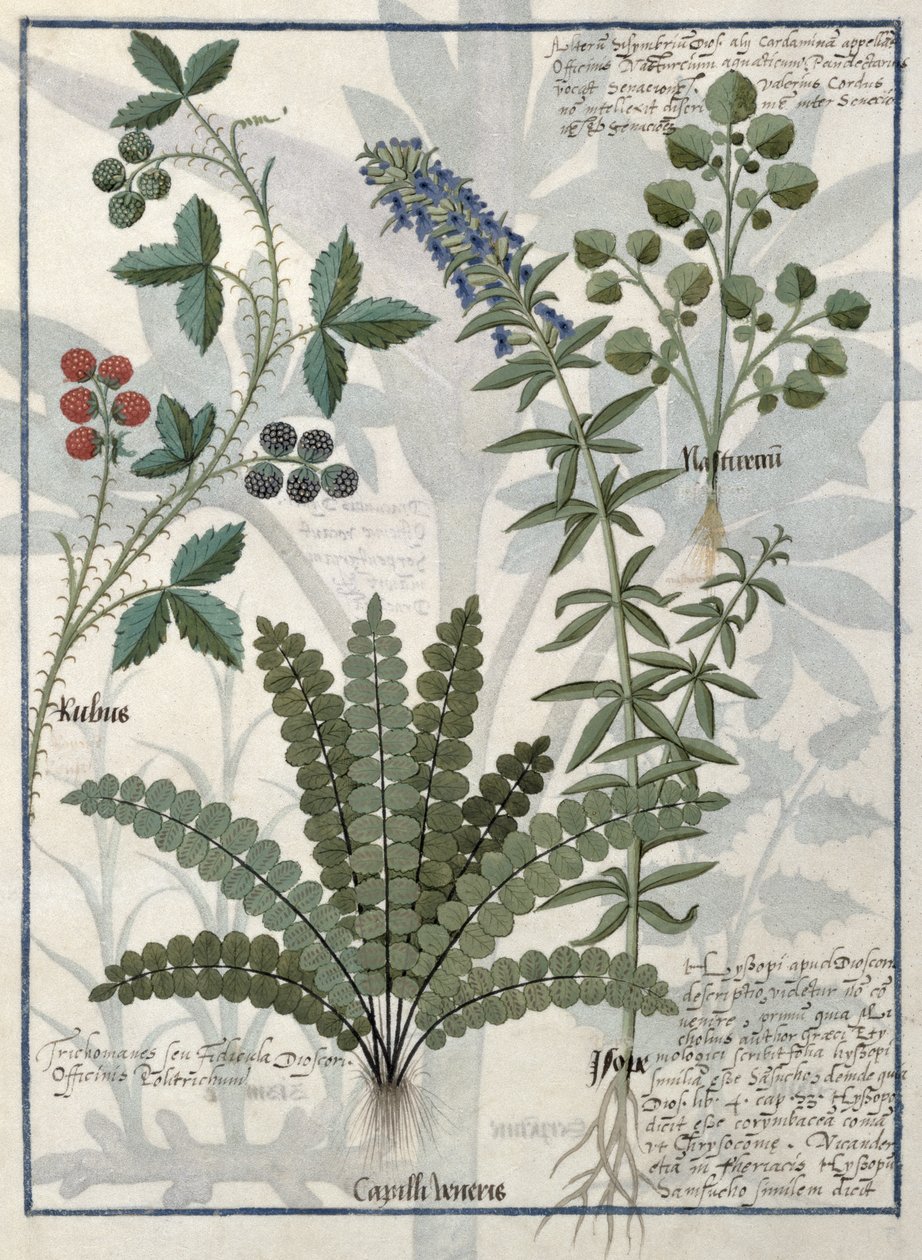 Felci, rovi e fiori, illustrazione dal Libro delle semplici medicine di Mattheaus Platearius da Robinet Testard