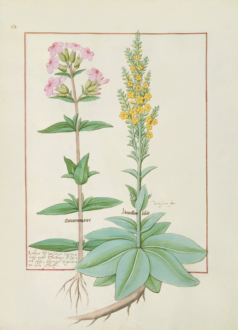 Illustrazione dal Libro delle Semplici Medicine di Mattheaus Platearius da Robinet Testard