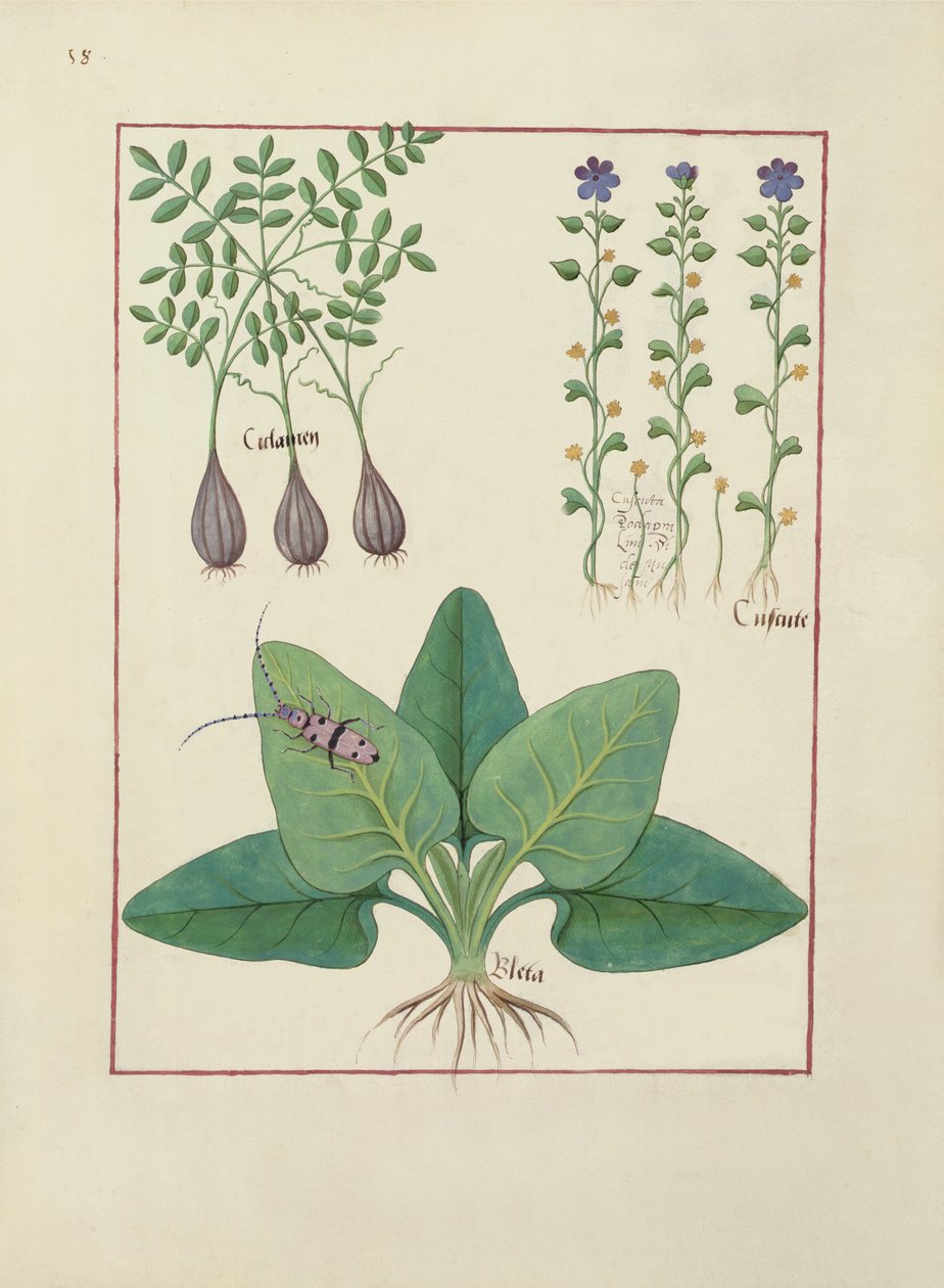 Ms Fr. Fv VI #1 fol. Illustrazione da Il Libro delle Semplici Medicine di Mattheaus Platearius (m.c.1161) c.1470 da Robinet Testard