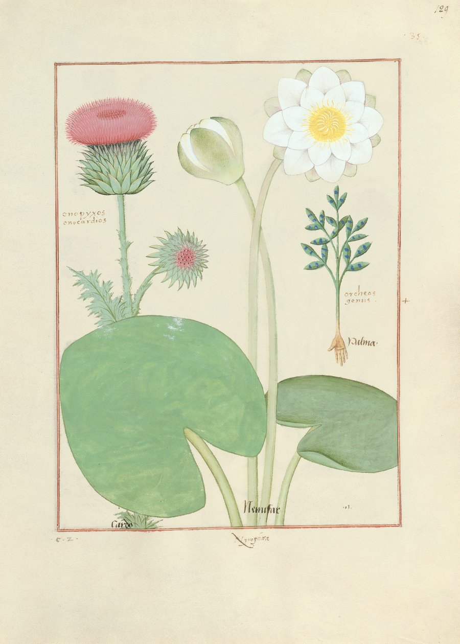 Cardo piumato, ninfea e pianta di ricino, illustrazione da Il libro delle semplici medicine, di Mattheaus Platearius da Robinet Testard