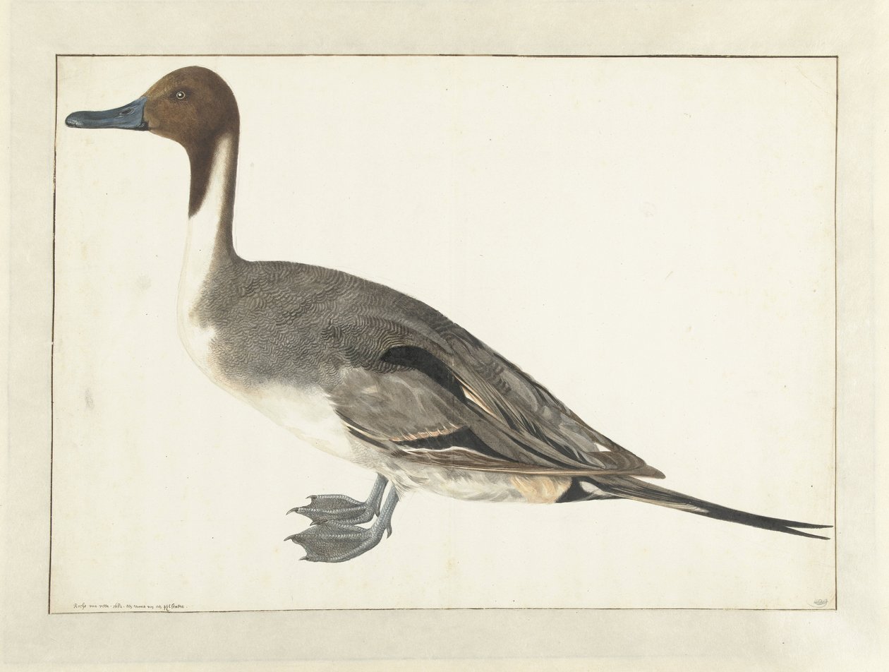 Anatra codone da Rochus van Veen