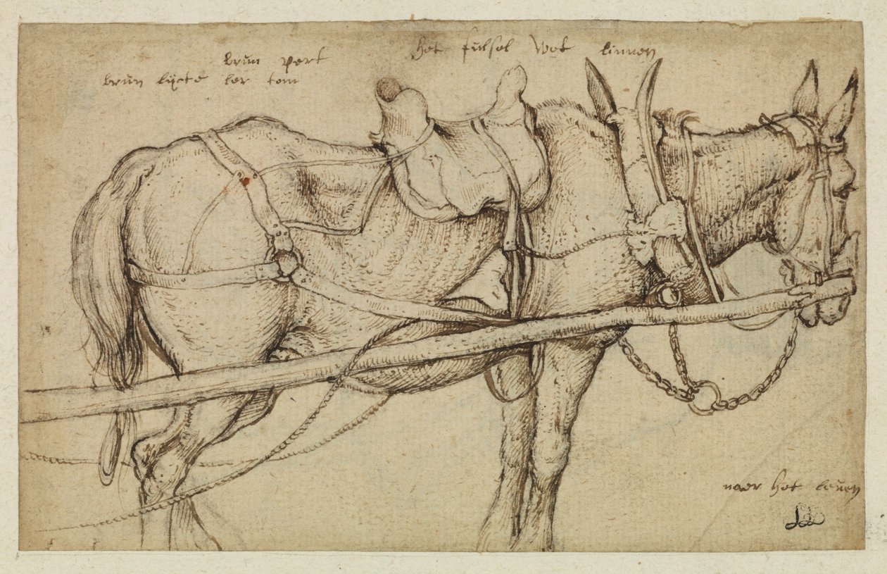 Mulo imbrigliato da Roelandt Jacobsz. Savery