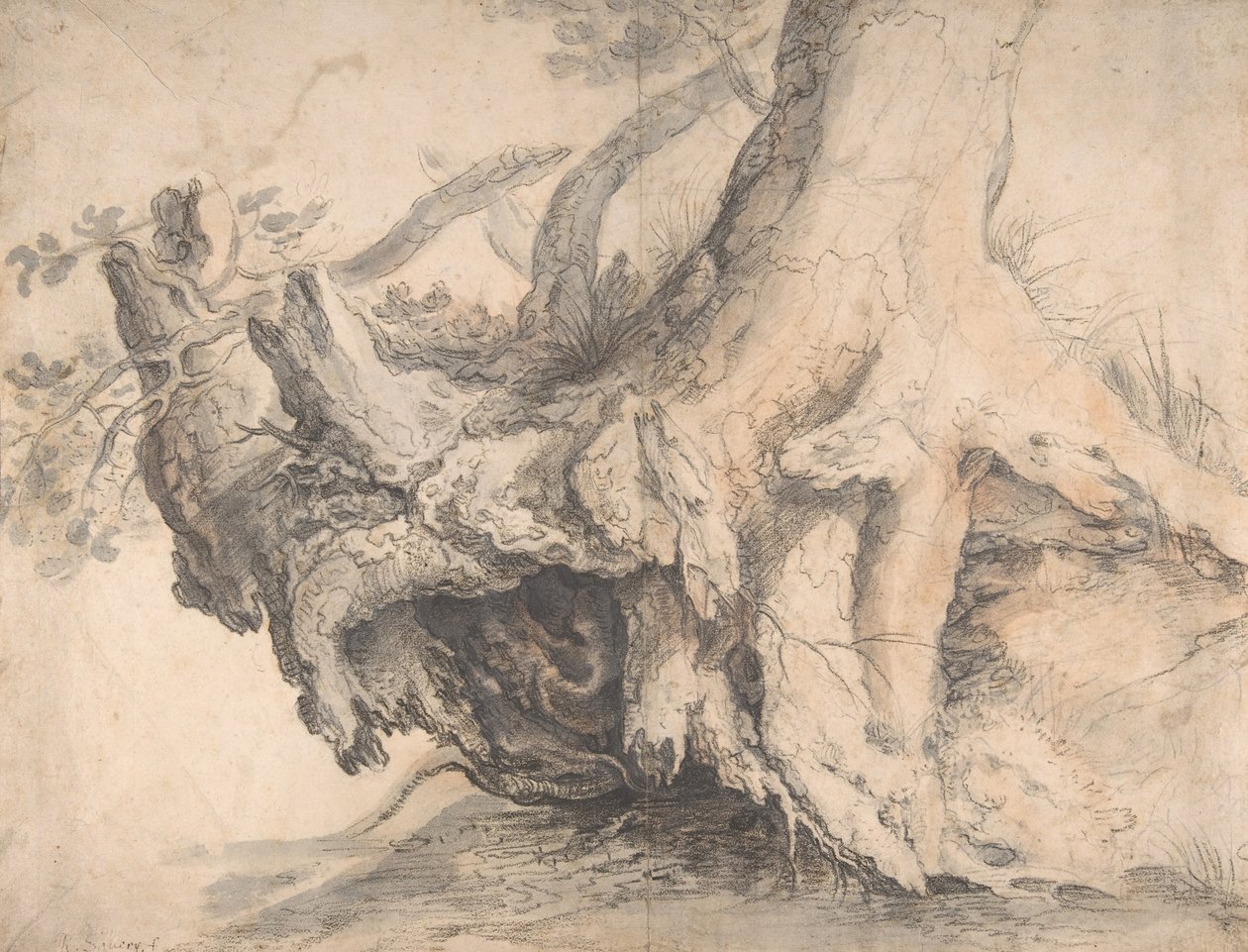 Studio di un Albero, ca. 1606-7 da Roelandt Savery