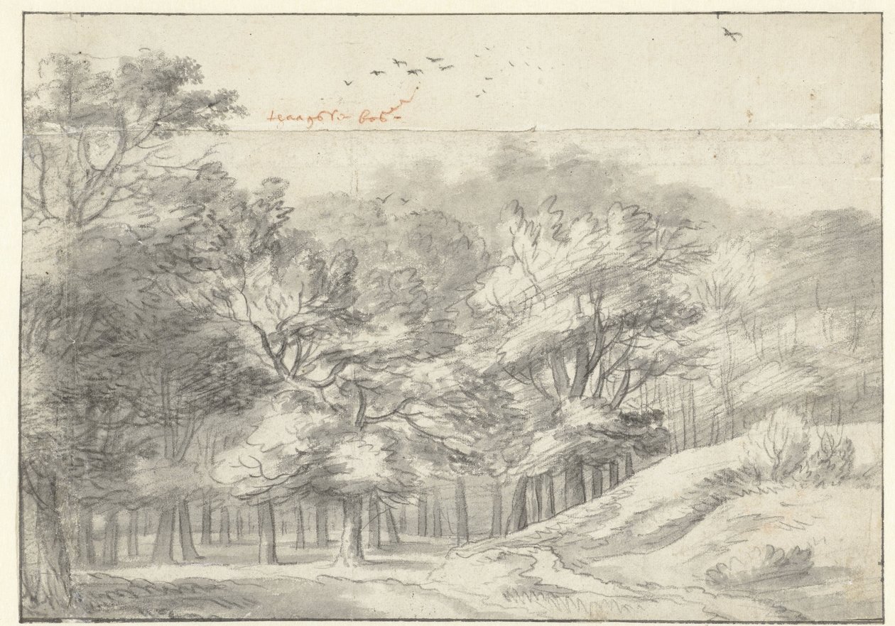 Veduta nel bosco dell