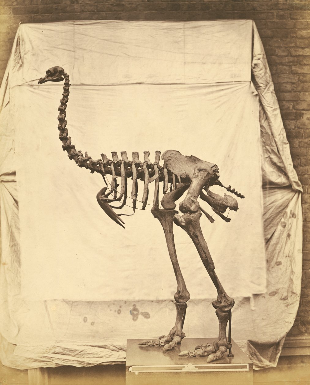 Dinornis Elephantopus Dinosauro da Roger Fenton