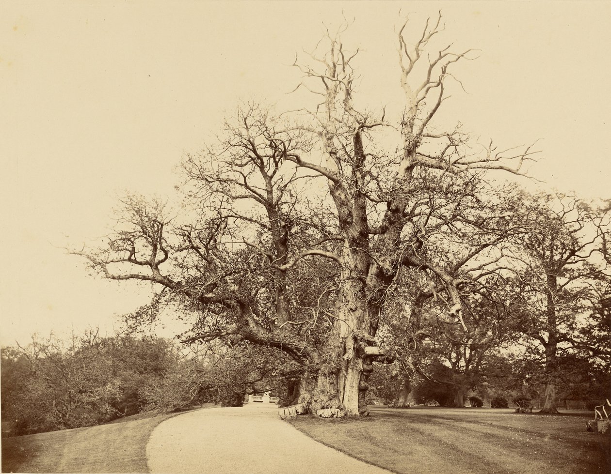[Studio di un albero e di un vialetto] da Roger Fenton