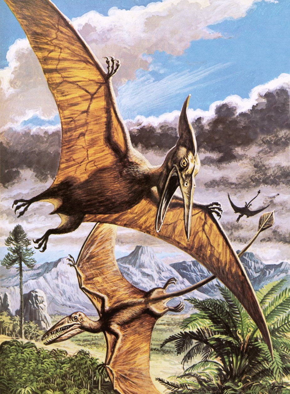 Pteranodon (in alto) e Rhamphorhynchus (in basso) da Roger Payne