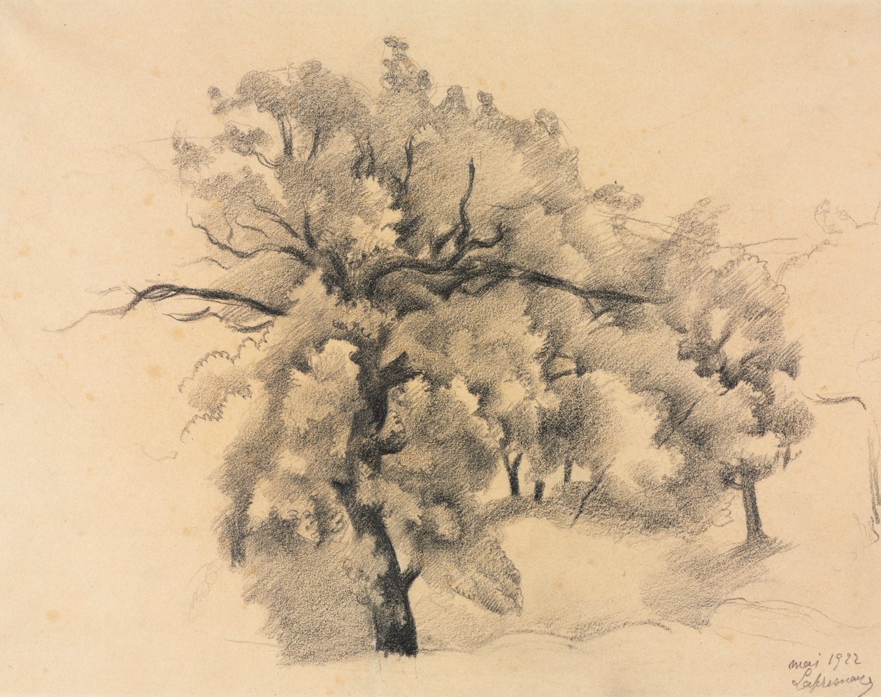 Studio di Alberi da Roger de La Fresnaye