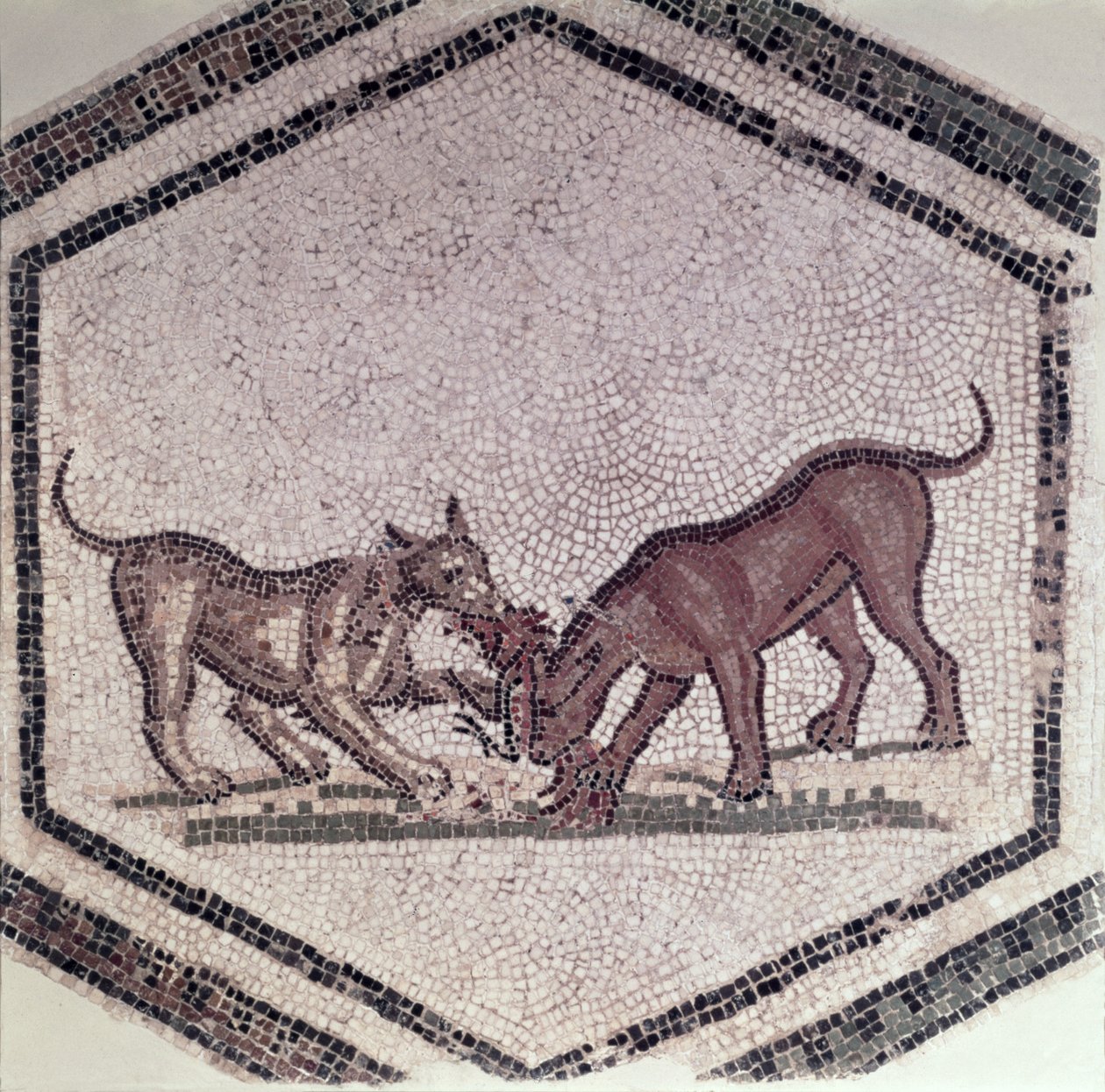 Cani che combattono per un uccello, Romano, II-III secolo (mosaico) da Roman