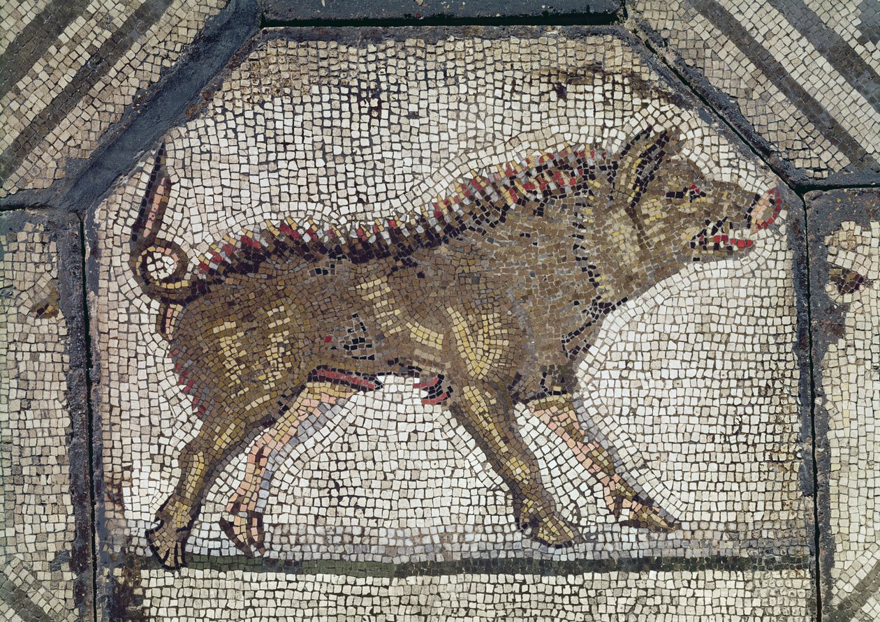 Orfeo che incanta gli animali (dettaglio di un cinghiale) da Roman